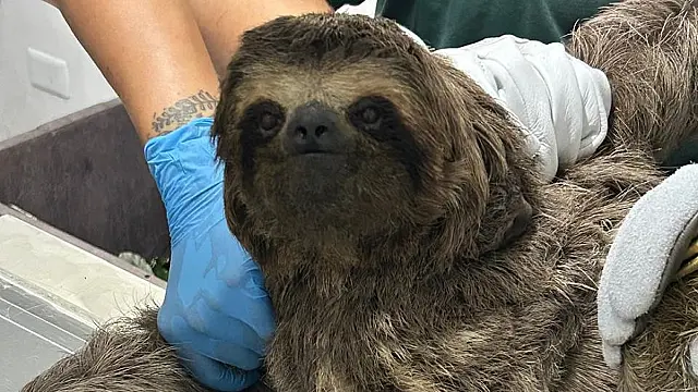 CNL resgata fêmea de bicho-preguiça com filhote nas costas às margens da SP-055, em Pedro de Toledo