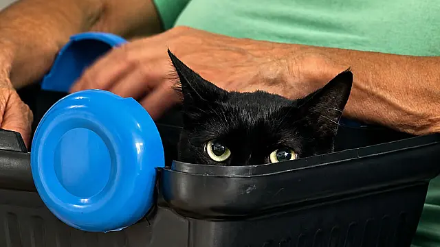 Guarujá vacina cães e gatos e orienta tutores sobre prevenção e tratamento da esporotricose
