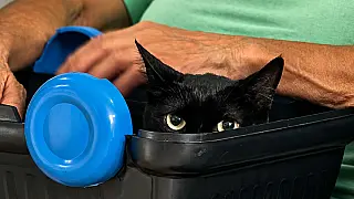 Guarujá vacina cães e gatos e orienta tutores sobre prevenção e tratamento da esporotricose