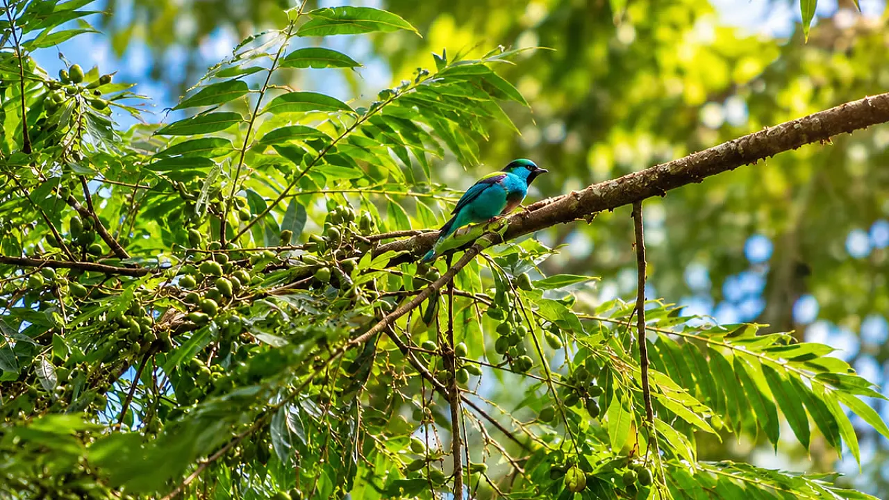 Festival das Aves de Bertioga convida a comunidade a "conectar horizontes" em palestra sobre conservação e turismo de natureza
