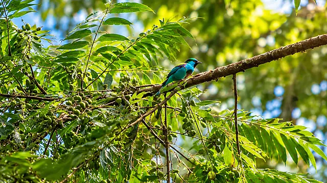 Festival das Aves de Bertioga convida a comunidade a "conectar horizontes" em palestra sobre conservação e turismo de natureza