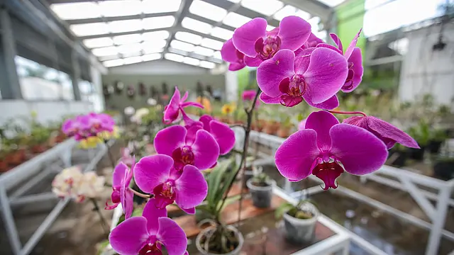 Orquidário Municipal de Praia Grande reúne várias espécies e celebra a primavera